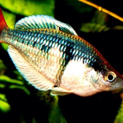 Cá Cầu Vồng Kali Tawain