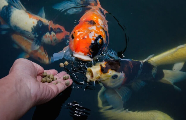 Xác định lượng thức ăn phù hợp cho cá