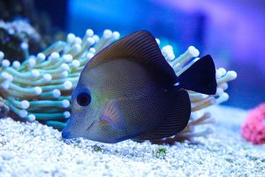 Môi trường sống cá xì bích