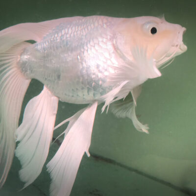 Cá Chép Sư Tử Trắng
