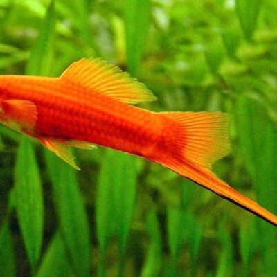 Cá Đuôi Kiếm Đỏ