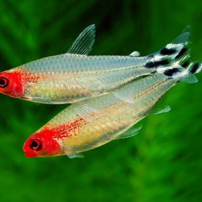 Cá Sóc Đầu Đỏ