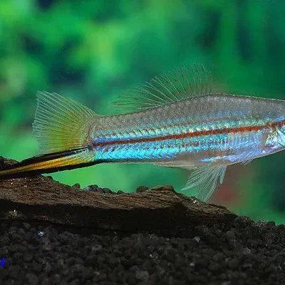 Cá kiếm cảnh Xiphophorus hellerii