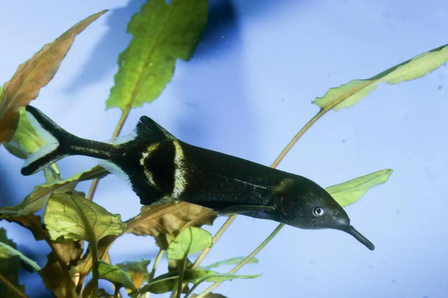 Cá vòi voi: Loài Cá Định Vị Bằng Dòng Điện - Một Sự Bổ Sung Độc Đáo Cho Bể Cá Của Bạn!