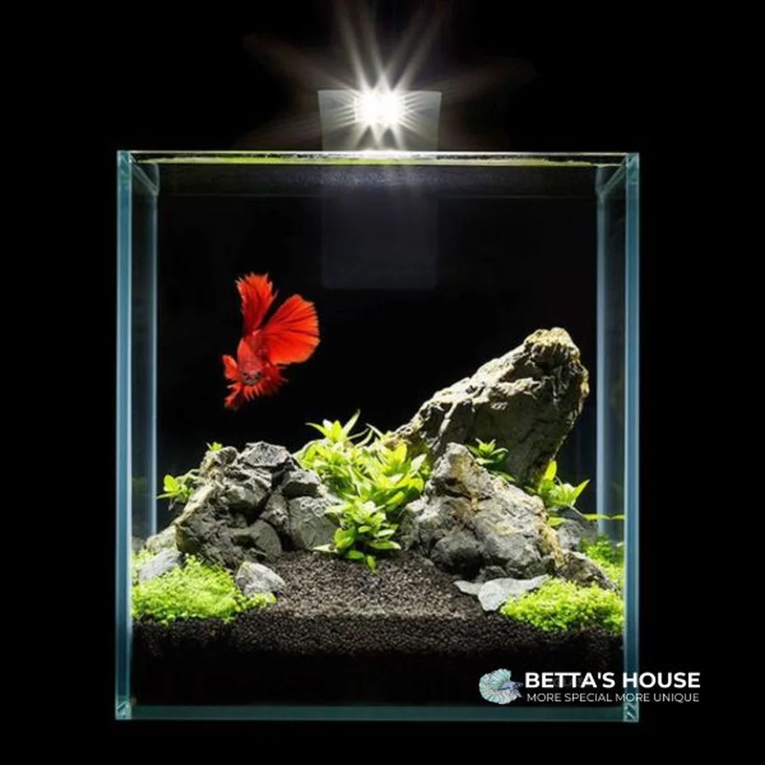 bể cá betta bằng kính có thiết kế nhỏ gọn