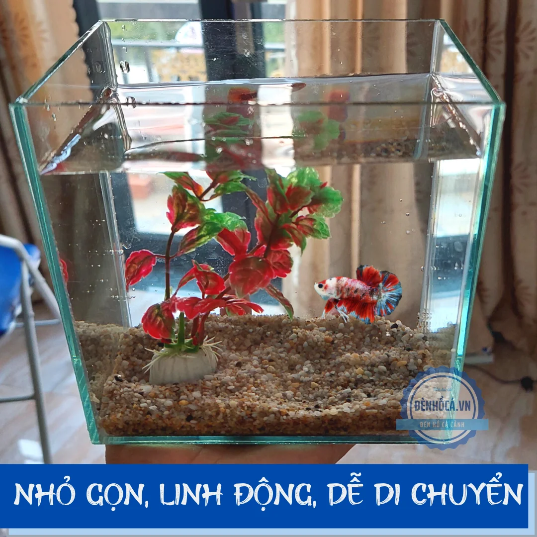 bể cá betta đầy đủ phụ kiện sỏi nền và cây mini