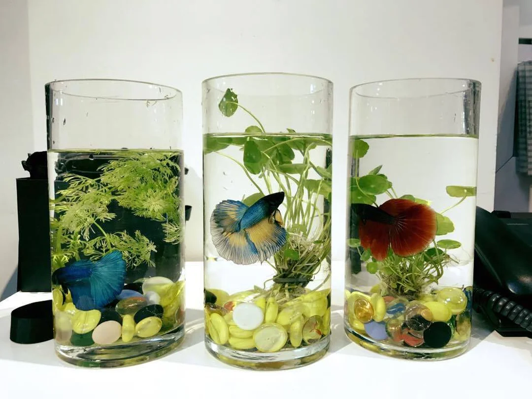 bể cá betta nhỏ đặt bàn với cá màu đỏ