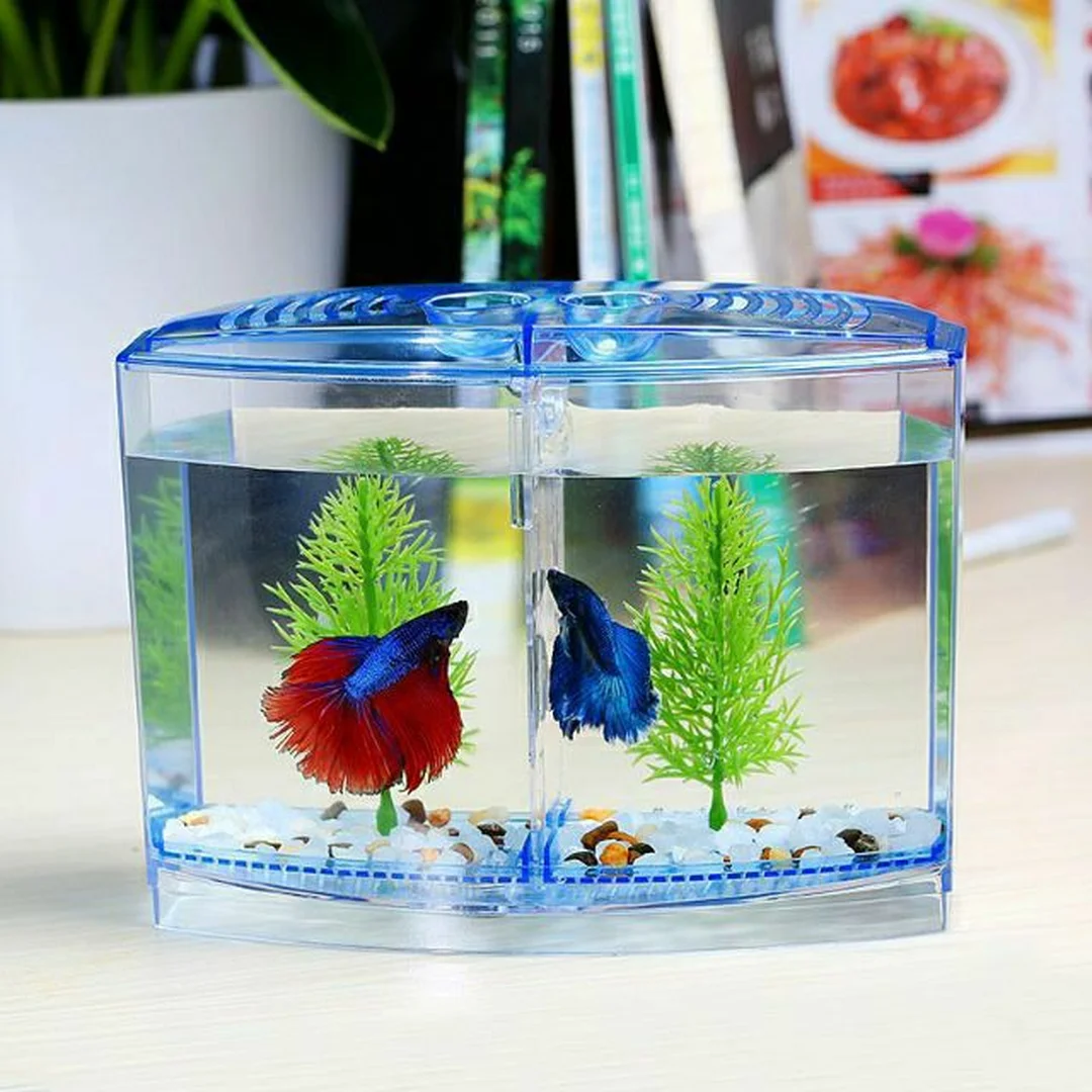 bể cá betta thủy sinh mini có nền và cây xanh