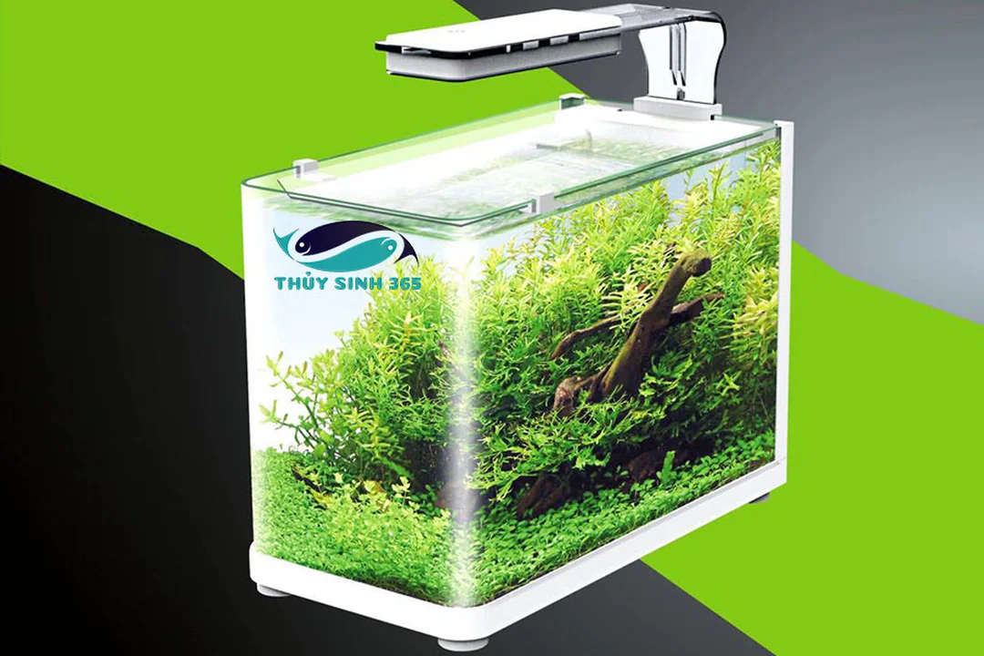 Bể cá cảnh mini để bàn có đèn và bố cục thủy sinh