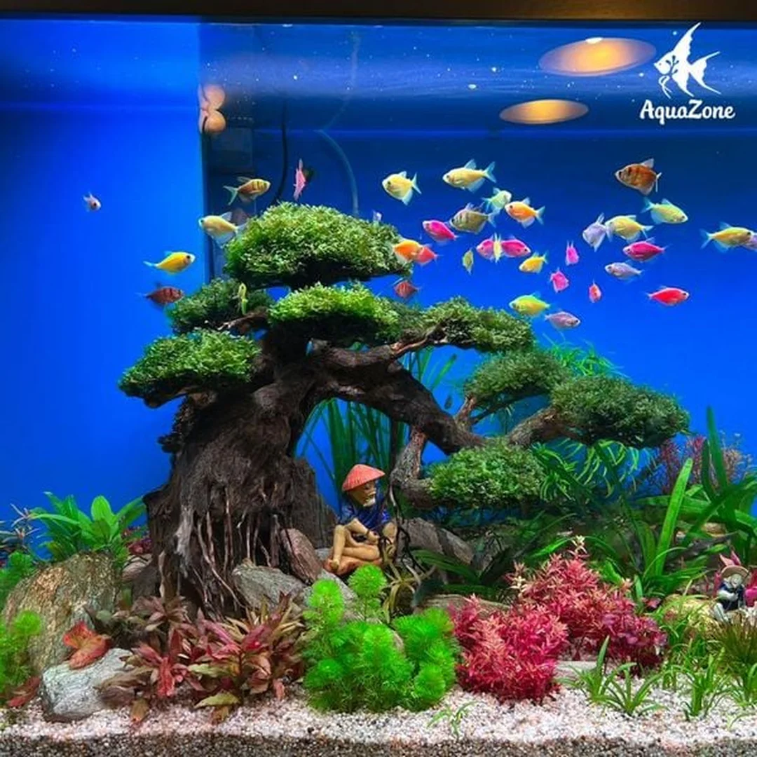 bể cá cảnh mini đẹp với số lượng cá phù hợp