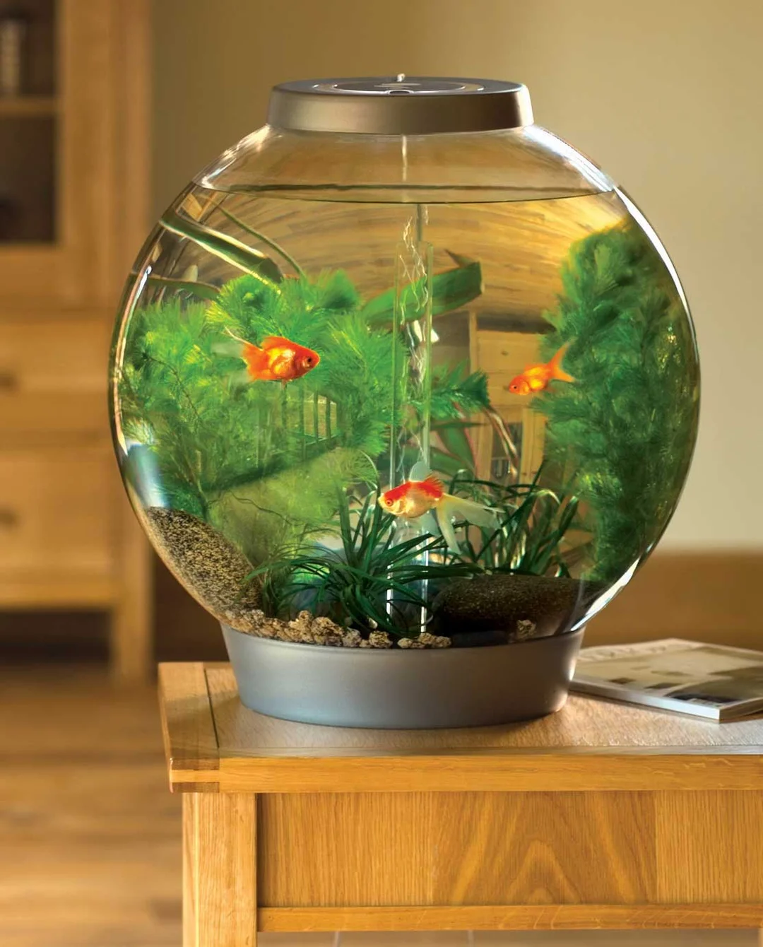 bể cá đẹp dạng tròn với bố cục gọn cho bàn làm việc