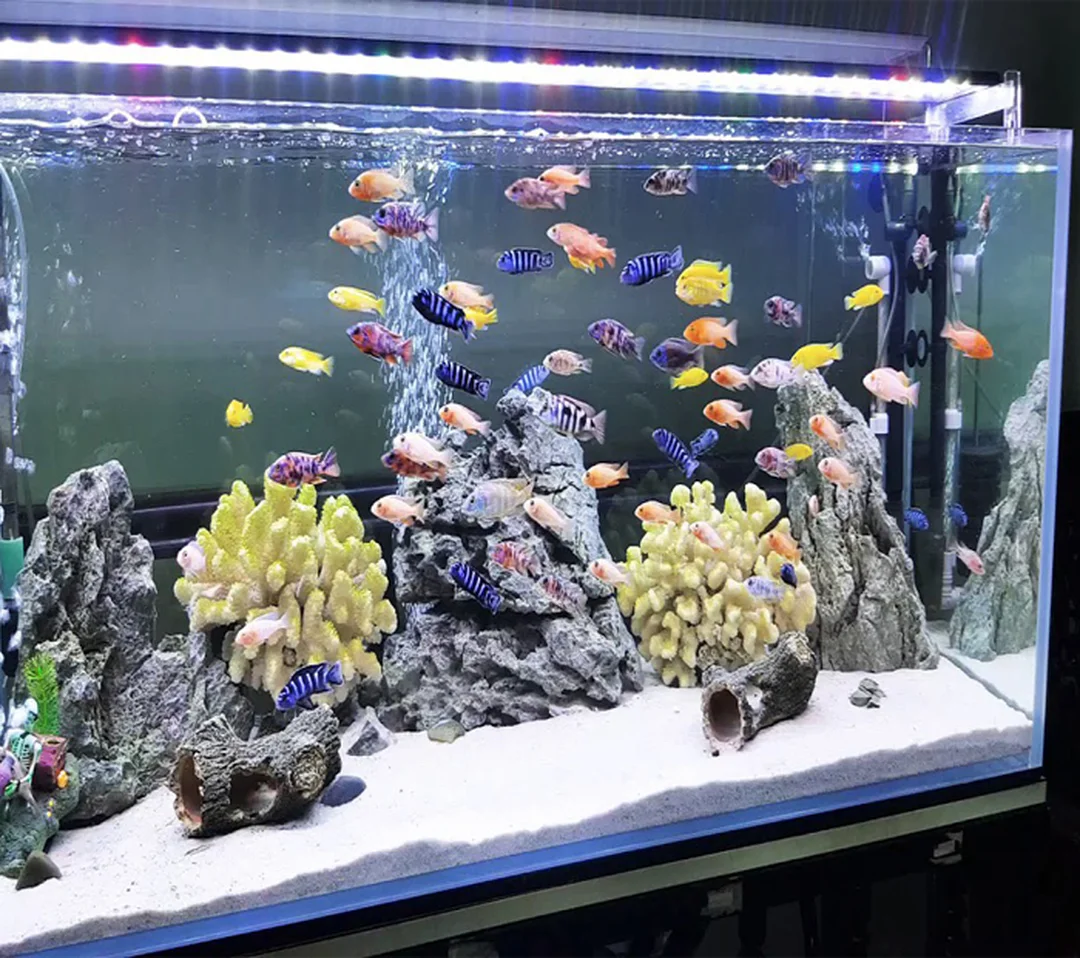 Bể cá làm bằng kính siêu trong và kính cường lực bể cá làm bằng kính siêu trong và kính cường lực