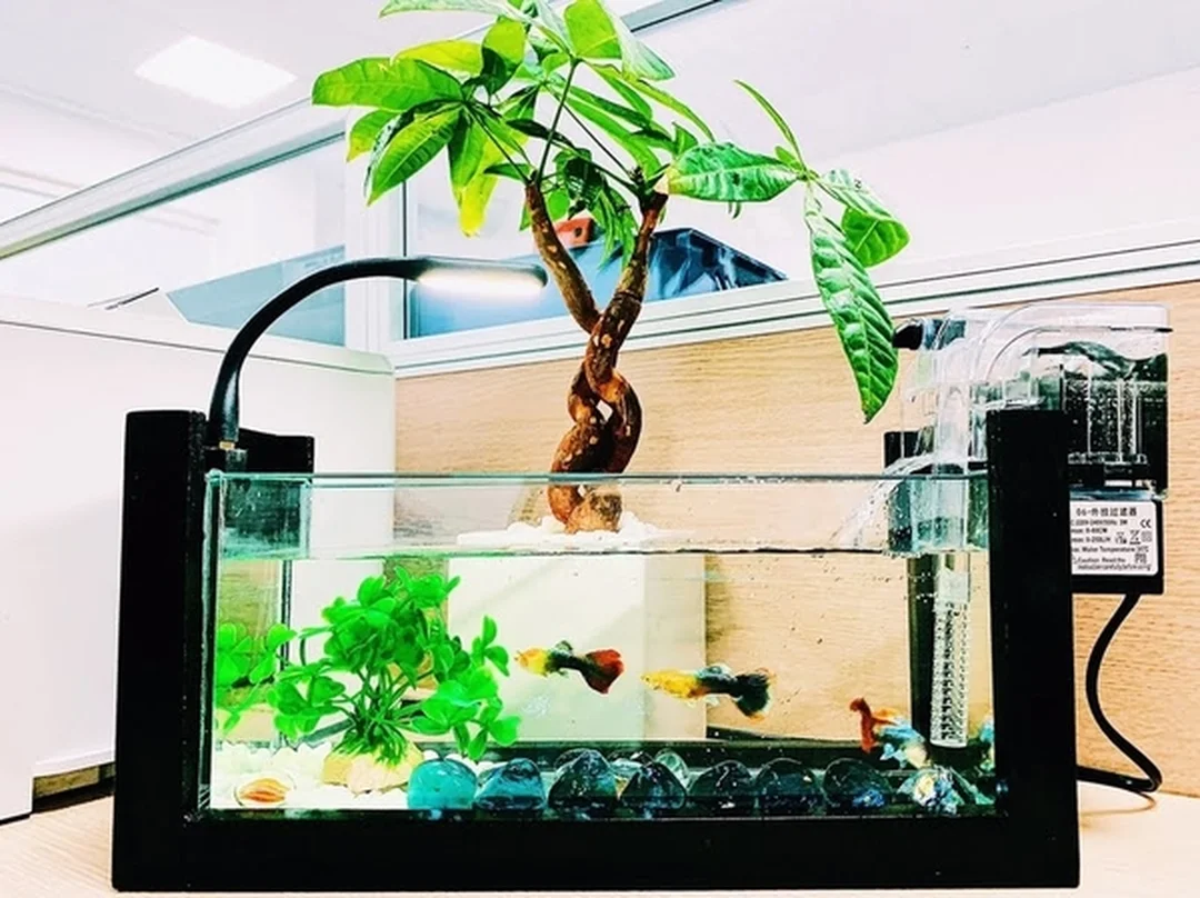 Bể cá mini để bàn viền gỗ có đèn trang trí bể cá mini để bàn viền gỗ có đèn trang trí