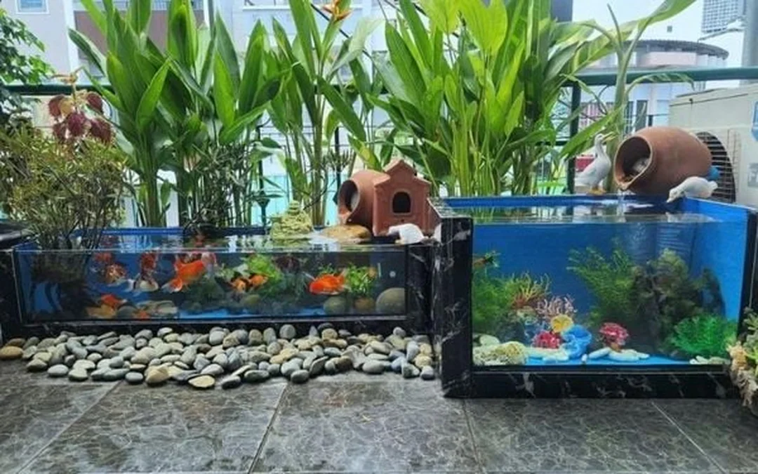 bể cá ngoài trời mới setup trong sân vườn