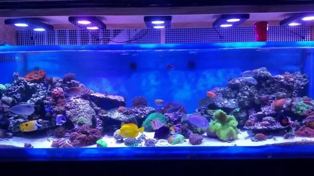 bể cá nước mặn với cá biển nhiều màu