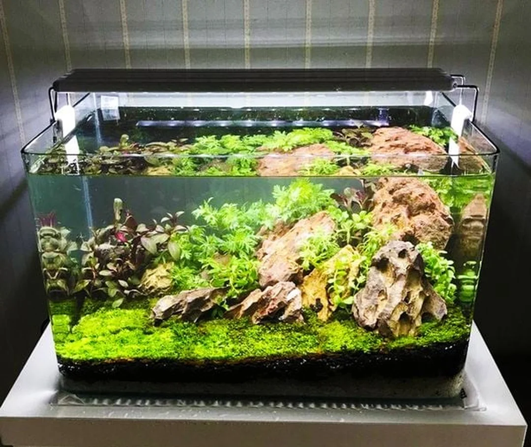 bể cá thủy sinh nhỏ để bàn với bố cục cây thủy sinh và cá mini