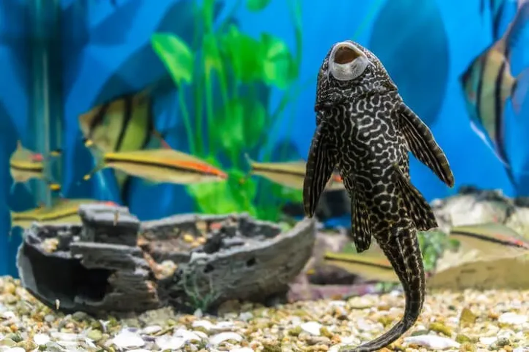 bể cá tiếng anh là gì khi mua fish tank