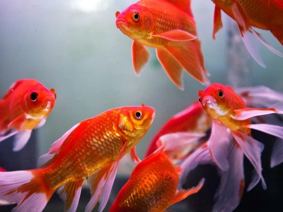 bể cá tiếng anh là gì khi phân biệt fish tank và aquarium