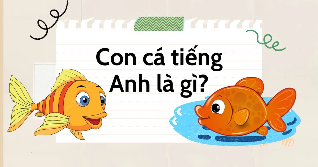 bể cá tiếng anh là gì qua từ vựng cá cảnh