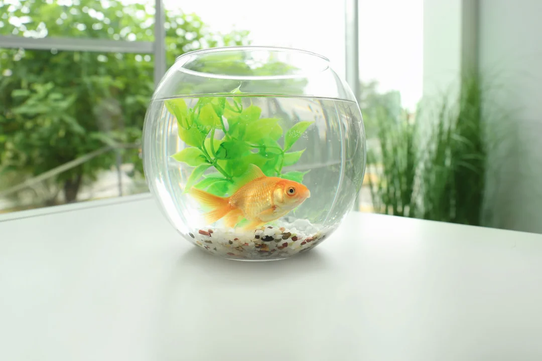 bể cá tròn thủy tinh trang trí gần cửa sổ