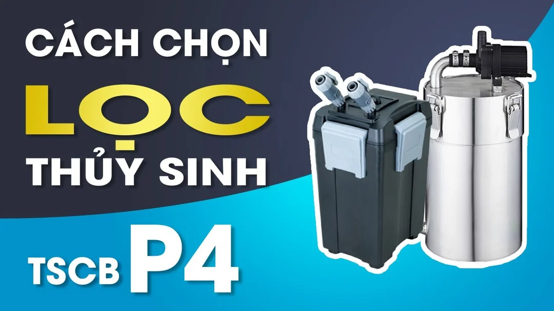 Cách chọn máy lọc bể cá và hệ thống lọc cho bể thủy sinh