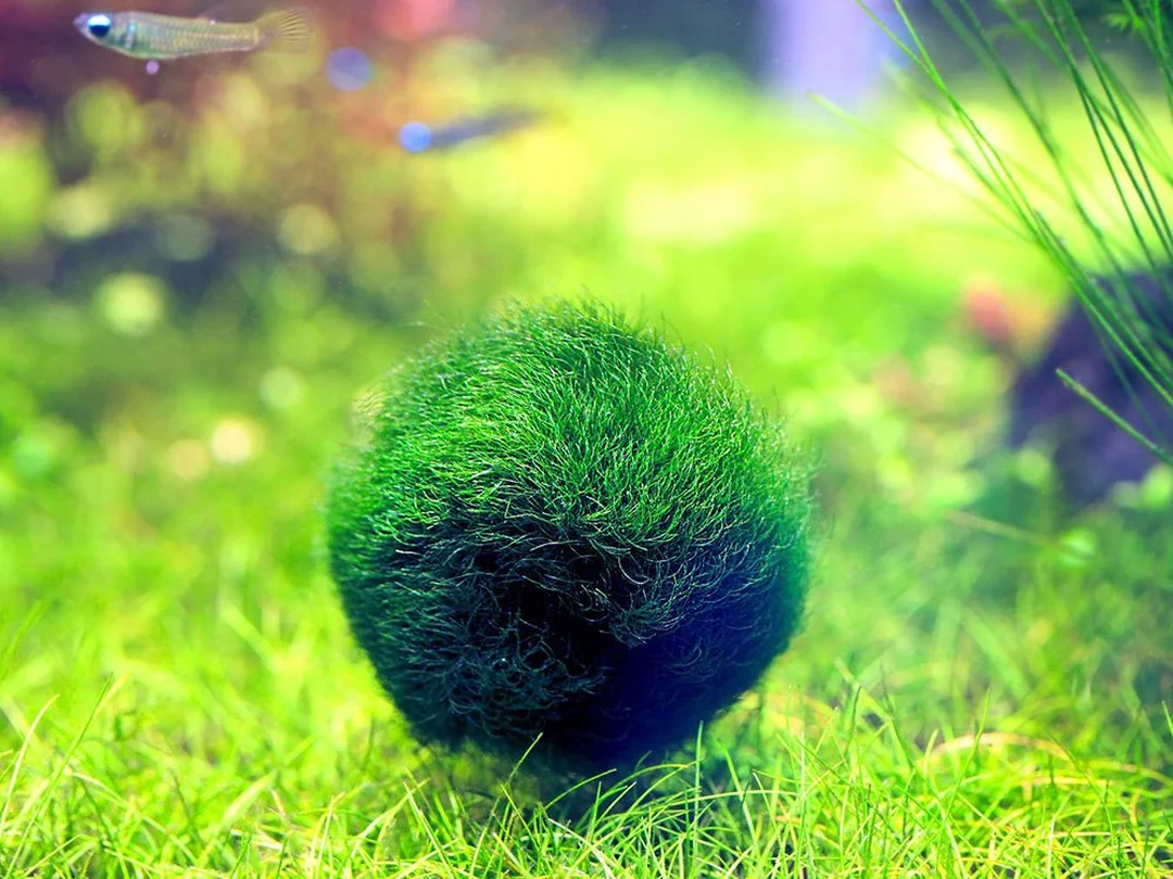 cây thủy sinh bể cá cầu tảo Marimo cây thủy sinh bể cá cầu tảo Marimo