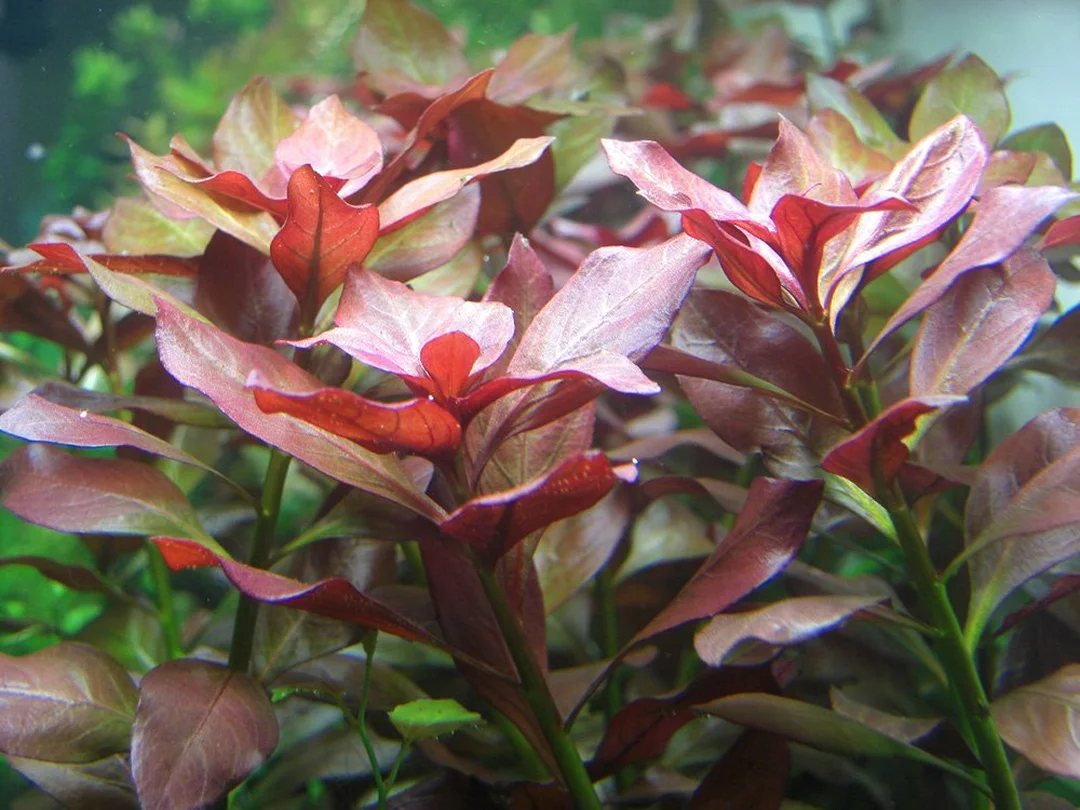 cây thủy sinh bể cá diệp tài hồng màu đỏ cây thủy sinh bể cá diệp tài hồng màu đỏ