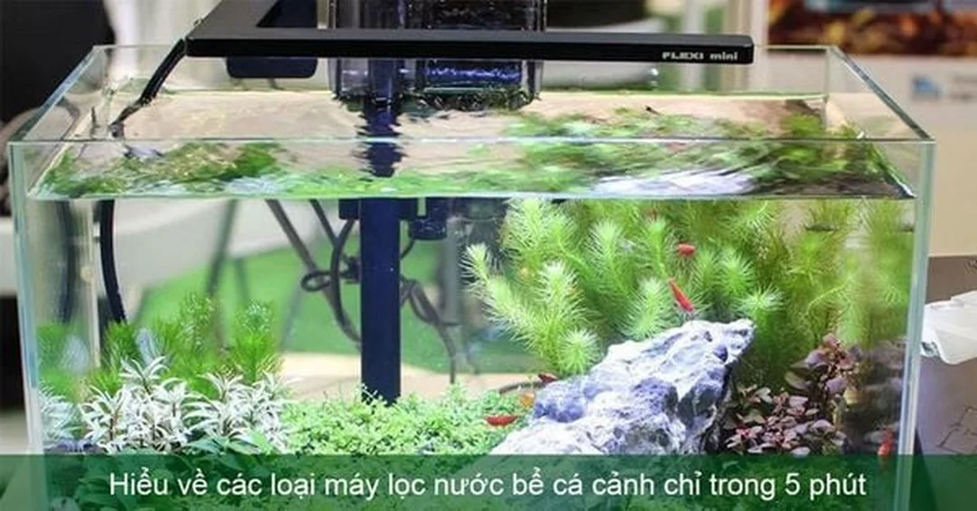 lọc nước bể cá với tổng quan các loại máy lọc
