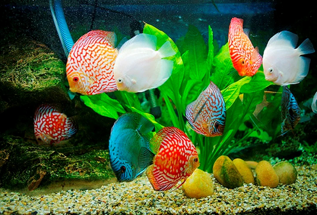 Người chăm sóc bể cá cảnh tại nhà