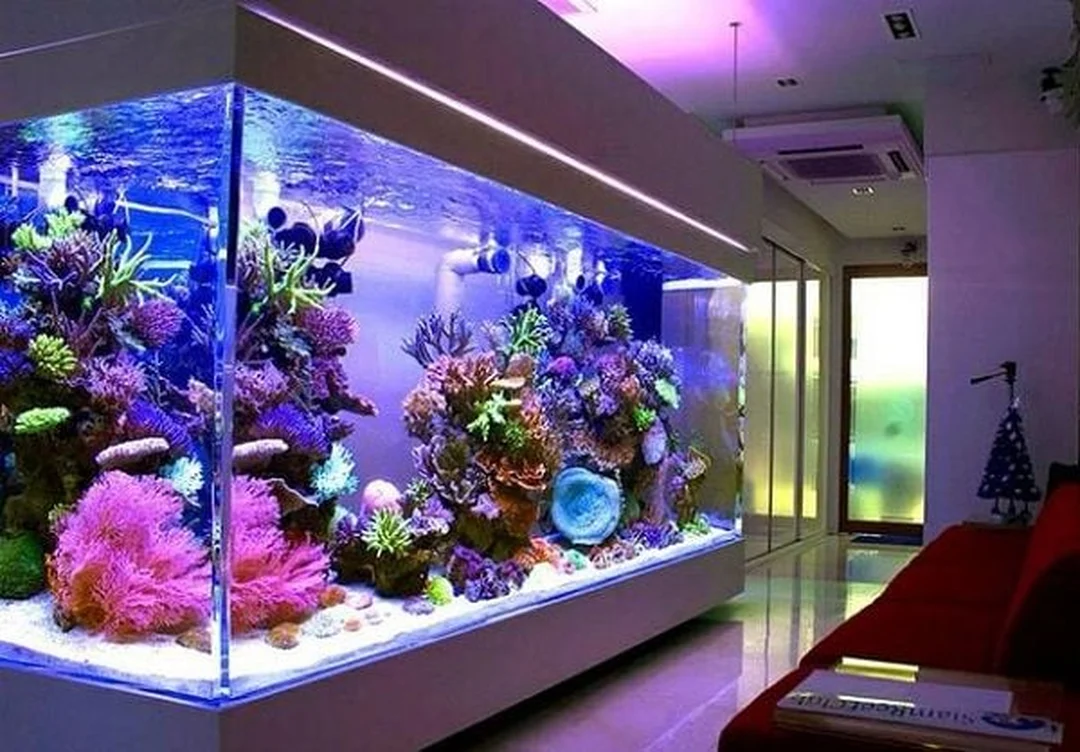 phụ kiện bể cá trong bể cá cảnh phong thủy đặt trong nhà