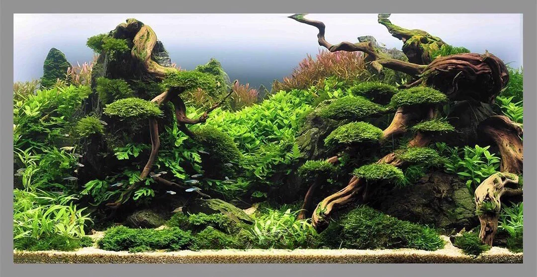 tranh 3d bể cá nền xanh cho bể thủy sinh