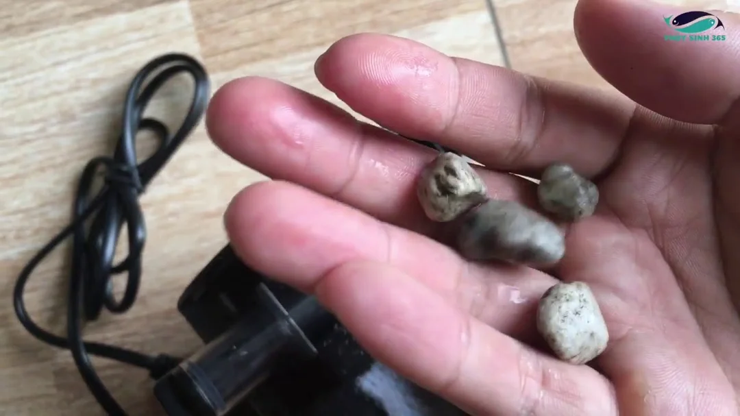 Video hướng dẫn lọc thác SOBO 606H cho bể cá mini