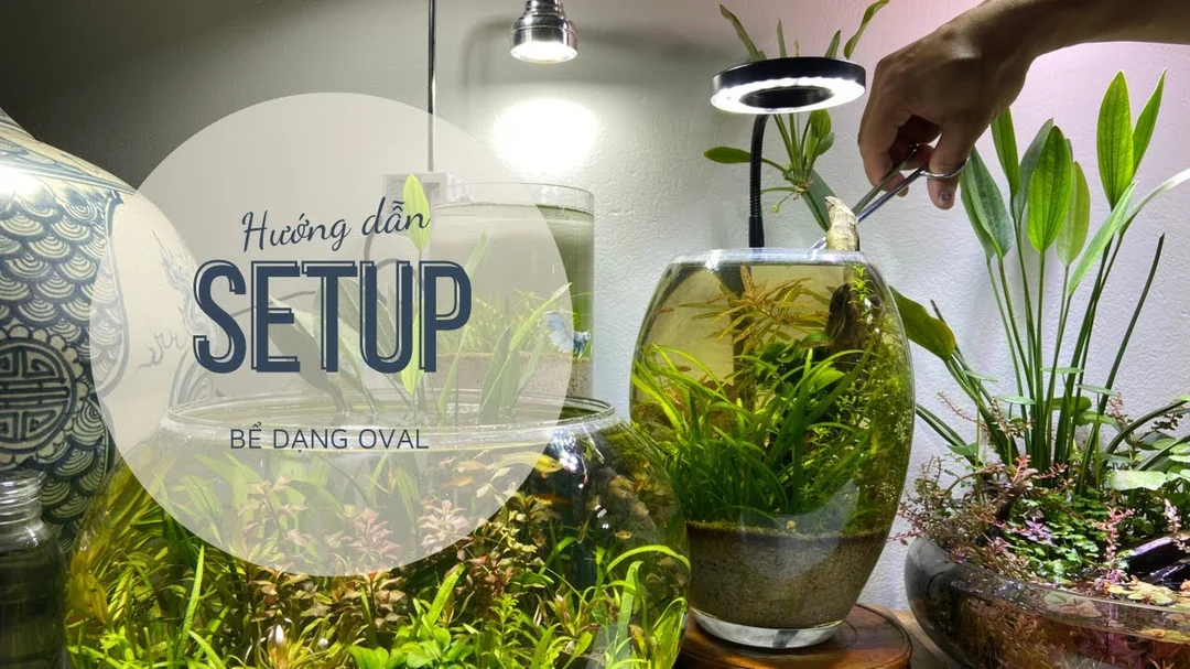 Video hướng dẫn setup bể cá mini cho người mới bắt đầu