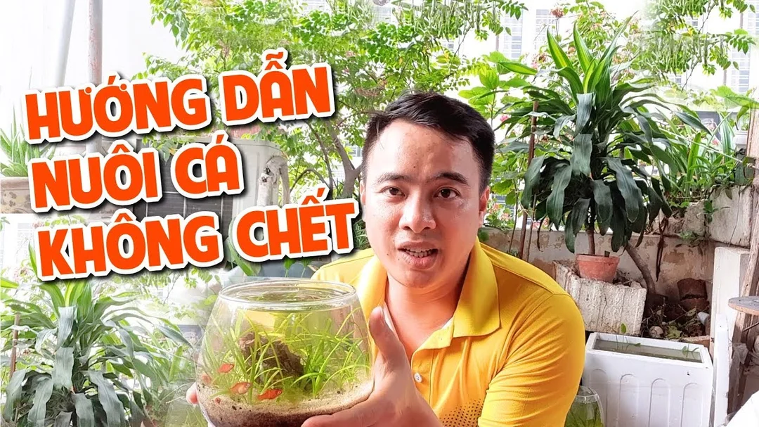 Video hướng dẫn setup bể cá mini cho người mới