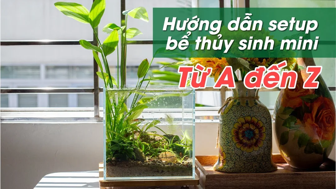 Video hướng dẫn setup bể cá thủy sinh mini cho người mới