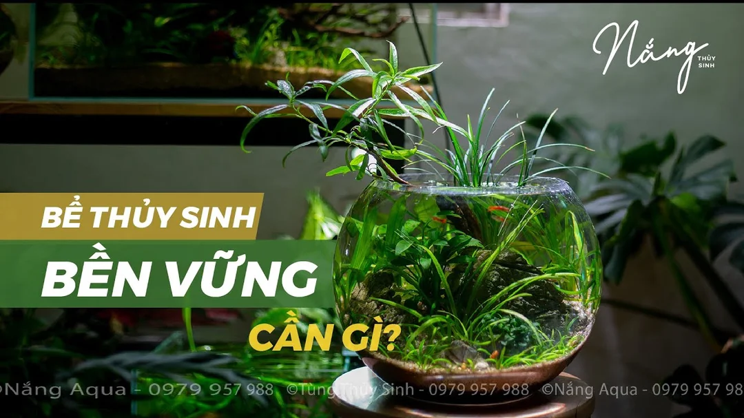 Video hướng dẫn setup bể thủy sinh bền vững