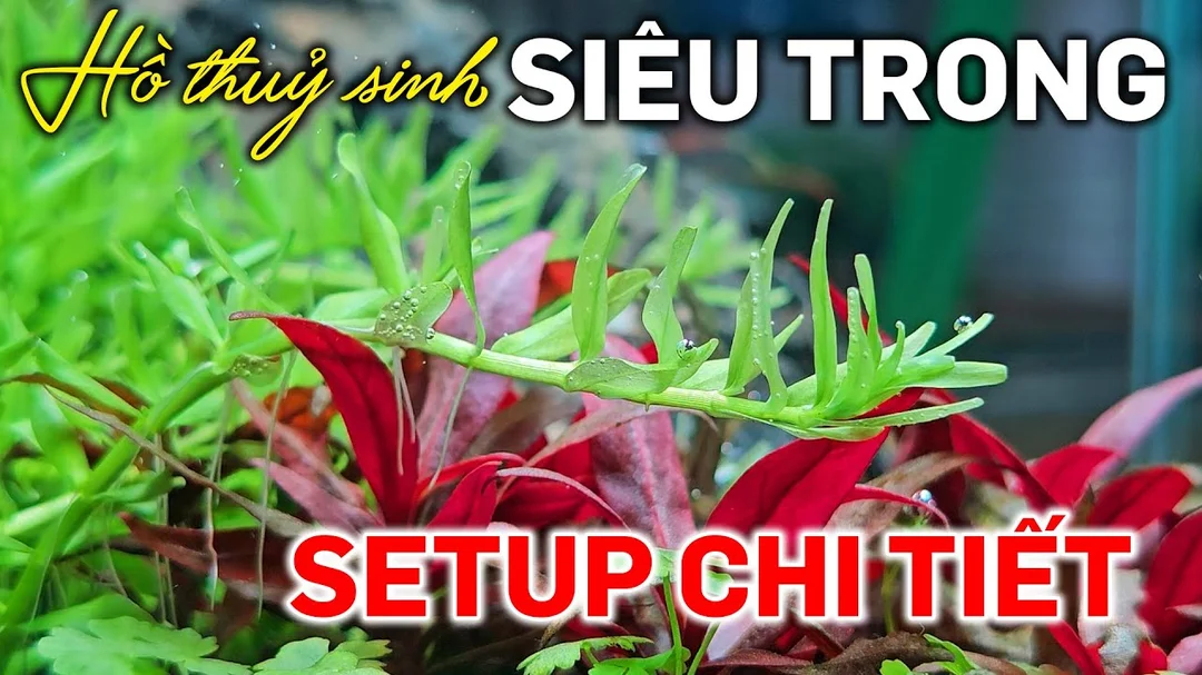 Video hướng dẫn setup bể thủy sinh đẹp 60cm
