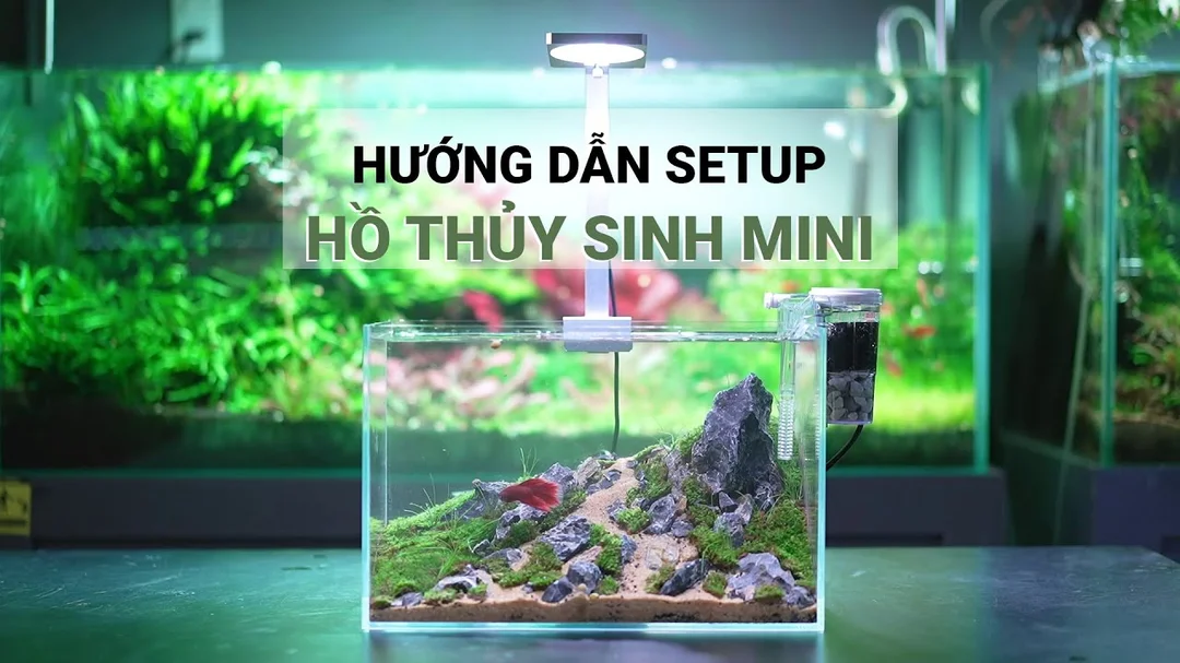 Video setup bể cá thủy sinh nhỏ không cần CO2